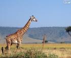 Жираф в ландшафте